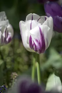 Tulipa 'Flaming Flag' - flower bulb 12/+ - image 3