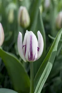 Tulipa 'Flaming Flag' - flower bulb 12/+ - image 2
