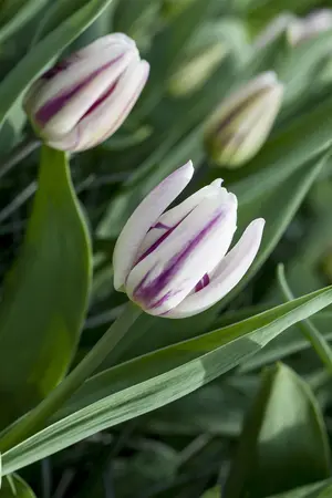 Tulipa 'Flaming Flag' - flower bulb 12/+ - image 3