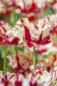 Tulipa 'Flaming Parrot' - flower bulb 12/+ - image 1