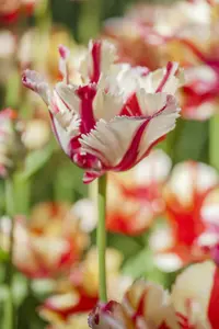 Tulipa 'Flaming Parrot' - flower bulb 12/+ - image 2