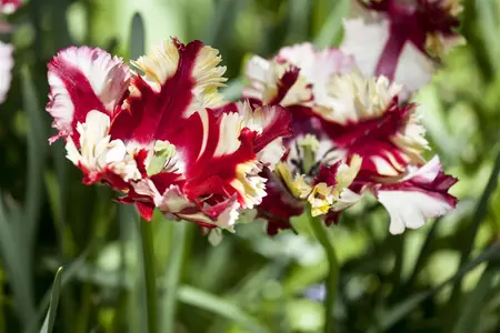 Tulipa 'Flaming Parrot' - flower bulb 12/+ - image 3