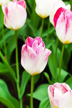 Tulipa 'Flaming Purissima' - flower bulb 12/+ - image 1