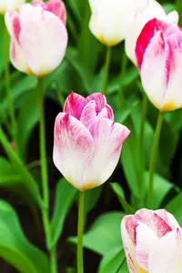 Tulipa 'Flaming Purissima' - flower bulb 12/+ - image 5