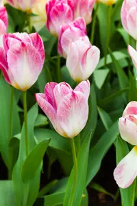 Tulipa 'Flaming Purissima' - flower bulb 12/+ - image 2