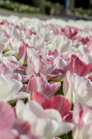 Tulipa 'Flaming Purissima' - flower bulb 12/+ - image 4