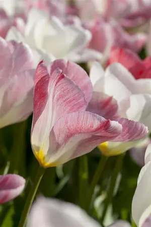 Tulipa 'Flaming Purissima' - flower bulb 12/+ - image 5