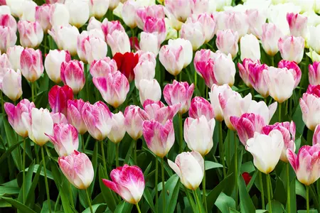 Tulipa 'Flaming Purissima' - flower bulb 12/+ - image 3