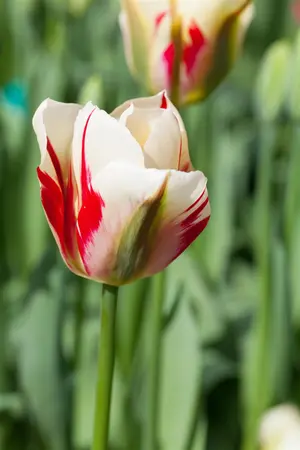 Tulipa 'Flaming Springgreen' - flower bulb 12/+ - image 1