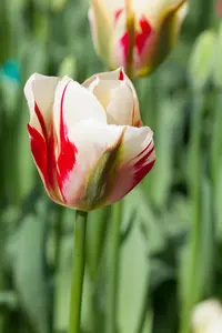 Tulipa 'Flaming Springgreen' - flower bulb 12/+ - image 4