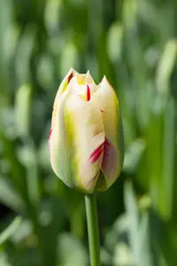 Tulipa 'Flaming Springgreen' - flower bulb 12/+ - image 2