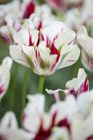 Tulipa 'Flaming Springgreen' - flower bulb 12/+ - image 3