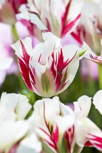 Tulipa 'Flaming Springgreen' - flower bulb 12/+ - image 4