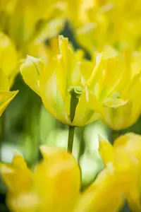 Tulipa 'Formosa' - flower bulb 12/+ - image 2