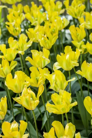 Tulipa 'Formosa' - flower bulb 12/+ - image 2