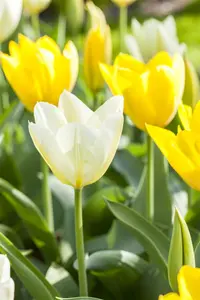 Tulipa fosteriana mix - flower bulb 12/+ - image 5