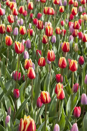 Tulipa fosteriana mix - flower bulb 12/+ - image 3