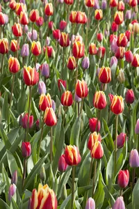 Tulipa fosteriana mix - flower bulb 12/+ - image 3