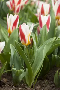 Tulipa fosteriana mix - flower bulb 12/+ - image 5