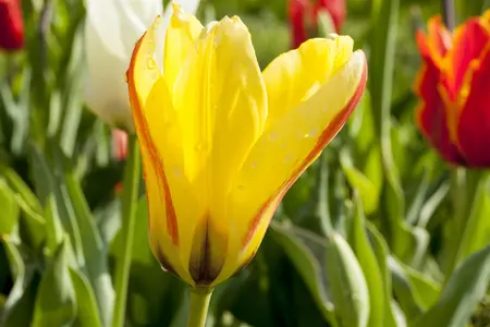 Tulipa fosteriana mix - flower bulb 12/+ - image 2
