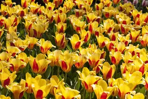 Tulipa fosteriana mix - flower bulb 12/+ - image 4