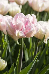 Tulipa 'Foxtrot' - flower bulb 12/+ - image 1
