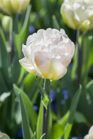 Tulipa 'Foxtrot' - flower bulb 12/+ - image 3