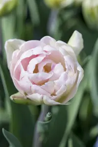 Tulipa 'Foxtrot' - flower bulb 12/+ - image 4