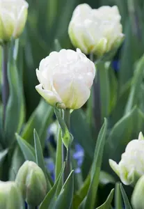 Tulipa 'Foxtrot' - flower bulb 12/+ - image 5