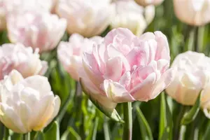 Tulipa 'Foxtrot' - flower bulb 12/+ - image 2