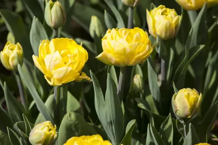 Tulipa 'Foxy Foxtrot' - flower bulb 12/+