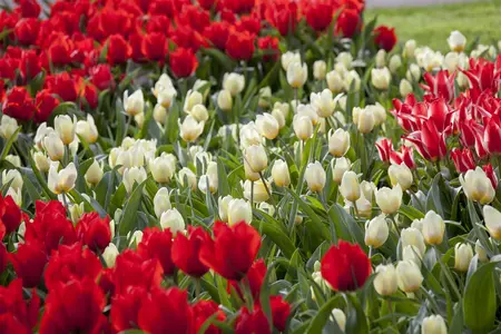 Tulipa 'Francoise' - flower bulb 12/+