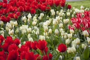 Tulipa 'Francoise' - flower bulb 12/+
