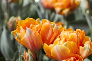 Tulipa 'Freeman' - flower bulb 12/+