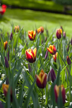 Tulipa 'Gavota' - flower bulb 12/+ - image 1