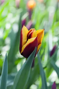Tulipa 'Gavota' - flower bulb 12/+ - image 2