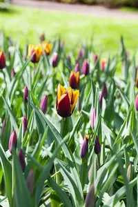 Tulipa 'Gavota' - flower bulb 12/+ - image 3