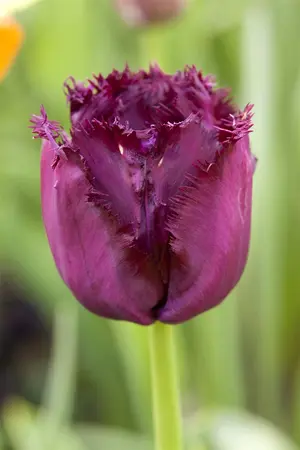Tulipa 'Gorilla' - flower bulb 12/+ - image 1