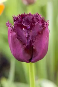 Tulipa 'Gorilla' - flower bulb 12/+ - image 2