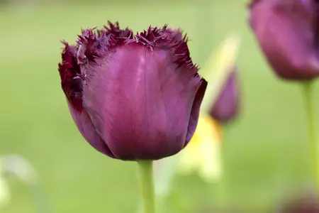Tulipa 'Gorilla' - flower bulb 12/+ - image 2