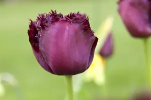 Tulipa 'Gorilla' - flower bulb 12/+ - image 2