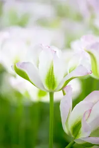 Tulipa 'Greenland' - flower bulb 12/+