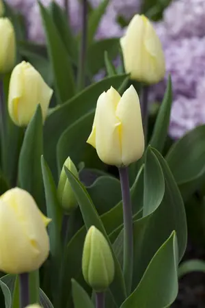 Tulipa Greigii mix - flower bulb 12/+ - image 1