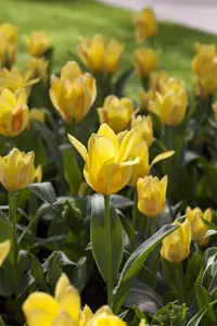 Tulipa Greigii mix - flower bulb 12/+ - image 2