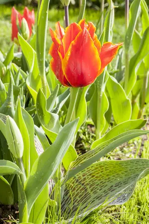 Tulipa Greigii mix - flower bulb 12/+ - image 3