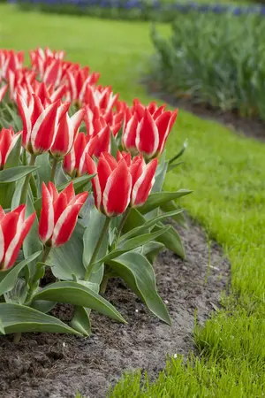 Tulipa Greigii mix - flower bulb 12/+ - image 5