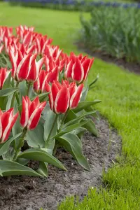 Tulipa Greigii mix - flower bulb 12/+ - image 5