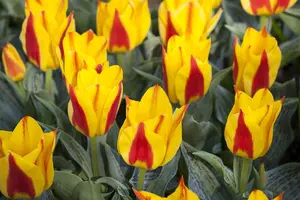 Tulipa Greigii mix - flower bulb 12/+ - image 4