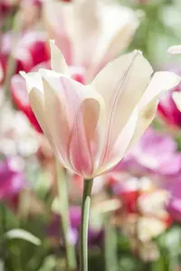 Tulipa 'Hearts Delight' - flower bulb 12/+ - image 1