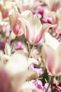 Tulipa 'Hearts Delight' - flower bulb 12/+ - image 2